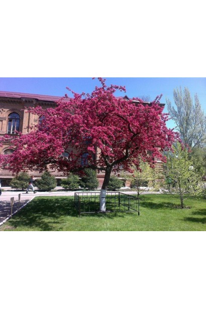 Malus niedzwetzkyana із червоними квітами та плодами.